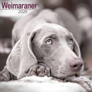 Weimaraner Calendar 2026