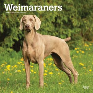 Weimaraners Calendar 2026