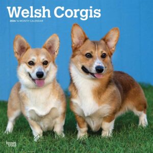 Welsh Corgis Calendar 2026