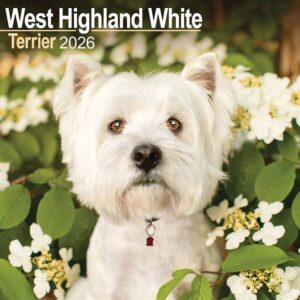 West Highland White Terrier Calendar 2026