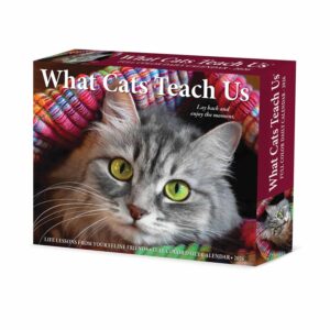 What Cats Teach Us Desk Calendar 2026