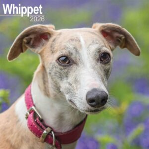 Whippet Calendar 2026