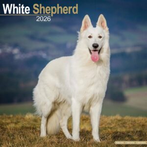 White Shepherd Calendar 2026