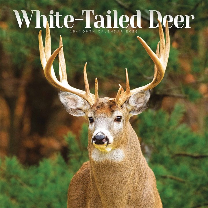 White-Tailed Deer Calendar 2026
