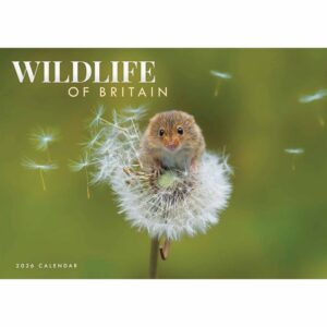 Wildlife Of Britain A4 Calendar 2026