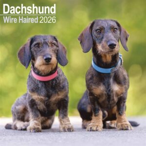 Wire Haired Dachshund Calendar 2026