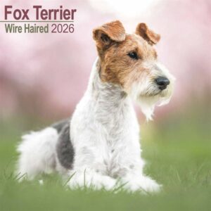 Wire Haired Fox Terrier Calendar 2026