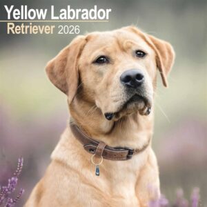 Yellow Labrador Retriever Calendar 2026