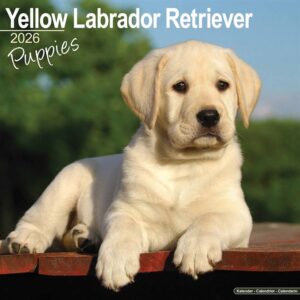 Yellow Labrador Retriever Puppies Calendar 2026