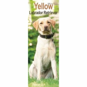 Yellow Labrador Retriever Slim Calendar 2026