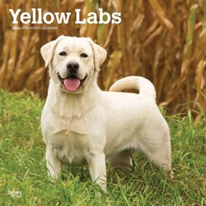 Yellow Labrador Retrievers Calendar 2026
