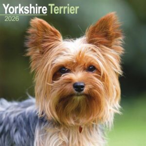 Yorkshire Terrier Calendar 2026