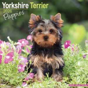 Yorkshire Terrier Puppies Calendar 2026