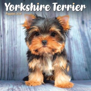 Yorkshire Terrier Puppies Mini Calendar 2026