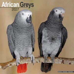 African Greys Calendar 2027