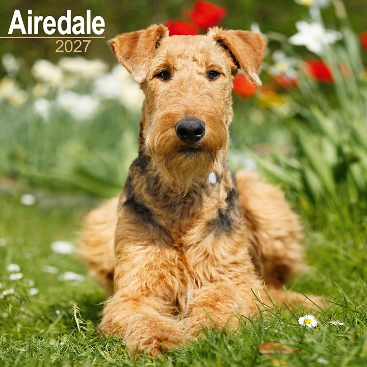 Airedale Terrier Calendar 2027