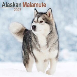 Alaskan Malamute Calendar 2027