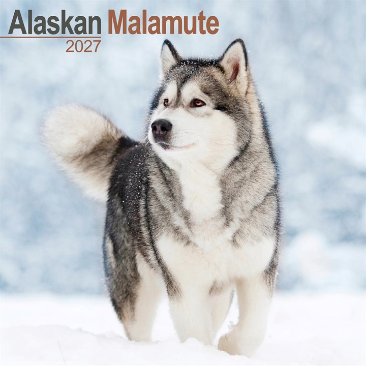 Alaskan Malamute Calendar 2027