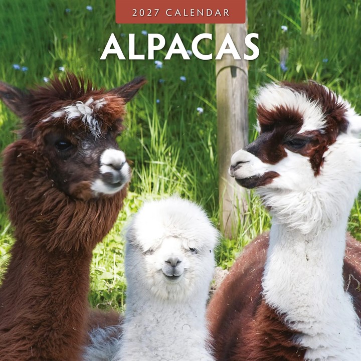 Alpacas Calendar 2027