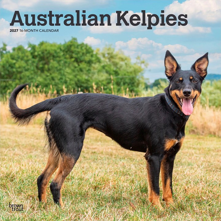 Australian Kelpies Calendar 2027