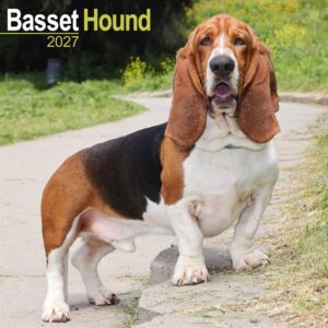 Basset Hound Calendar 2027