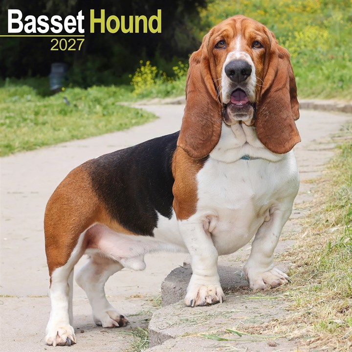 Basset Hound Calendar 2027