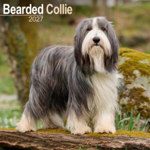 Bearded Collie Calendar 2027