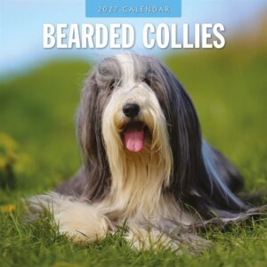 Bearded Collies Calendar 2027