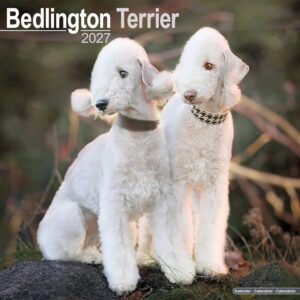 Bedlington Terrier Calendar 2027