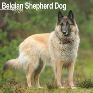 Belgian Shepherd Dog Calendar 2027