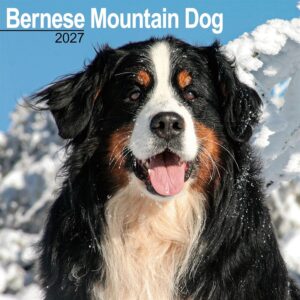 Bernese Mountain Dog Calendar 2027