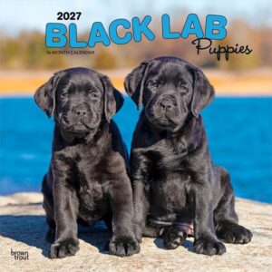 Black Lab Puppies Calendar 2027