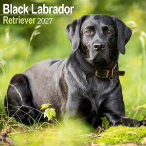 Black Labrador Retriever Calendar 2027