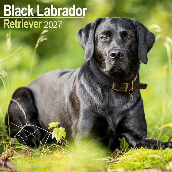 Black Labrador Retriever Calendar 2027