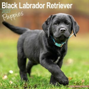 Black Labrador Retriever Puppies Calendar 2027