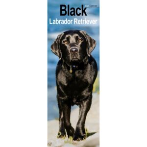 Black Labrador Retriever Slim Calendar 2027
