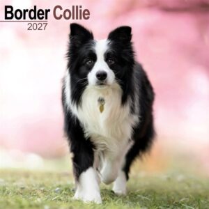 Border Collie Calendar 2027