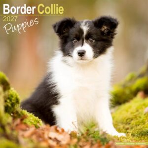Border Collie Puppies Calendar 2027
