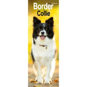 Border Collie Slim Calendar 2027