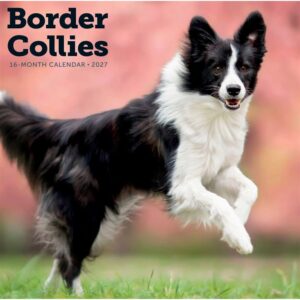 Border Collies Calendar 2027