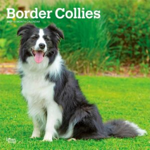 Border Collies Calendar 2027