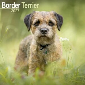 Border Terrier Calendar 2027