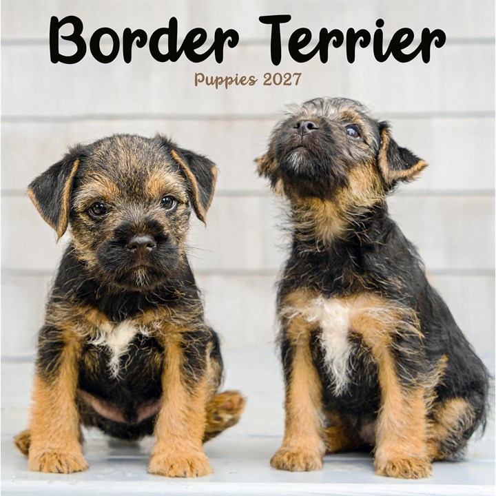 Border Terrier Puppies Mini Calendar 2027
