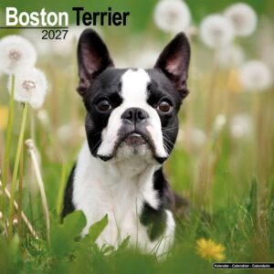 Boston Terrier Calendar 2027