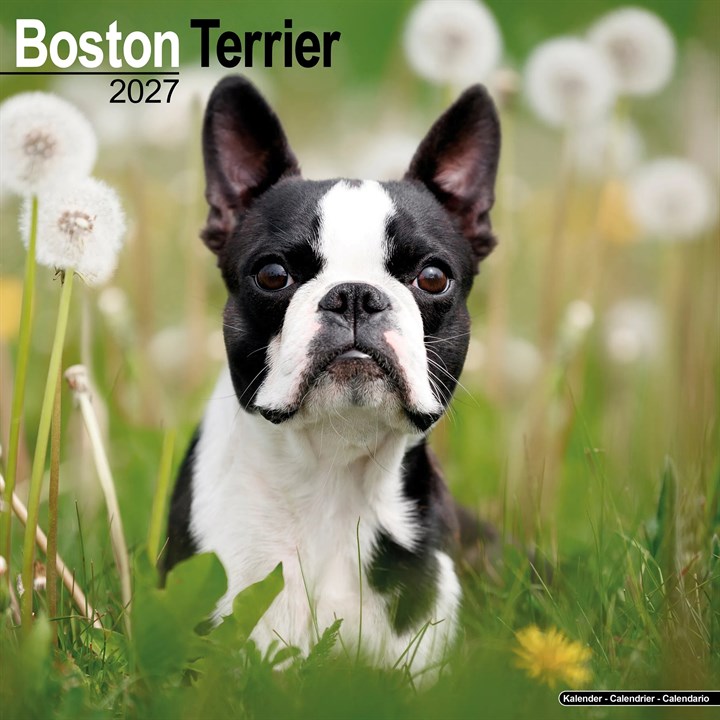 Boston Terrier Calendar 2027