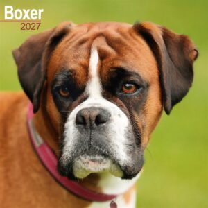 Boxer Calendar 2027