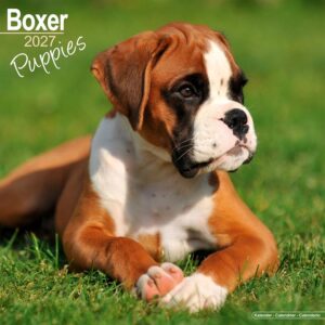 Boxer Puppies Calendar 2027