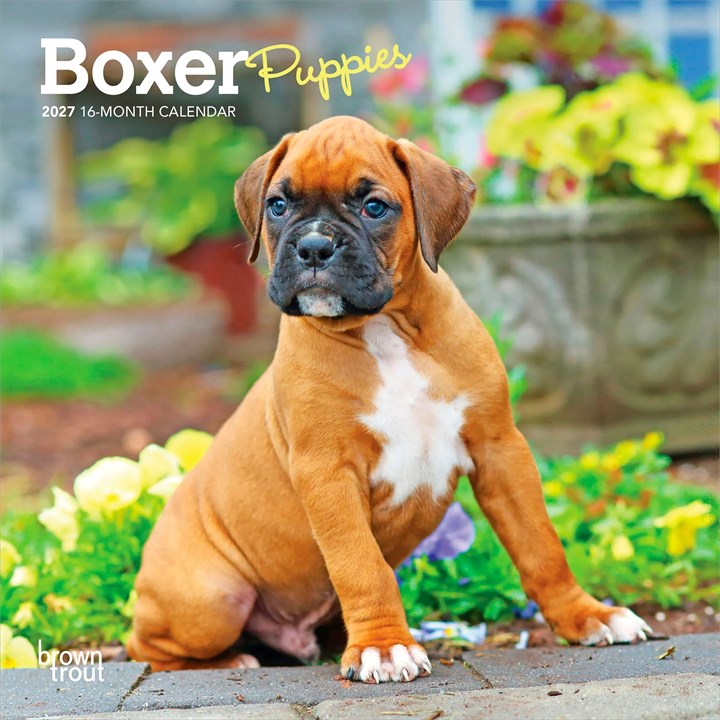Boxer Puppies Mini Calendar 2027