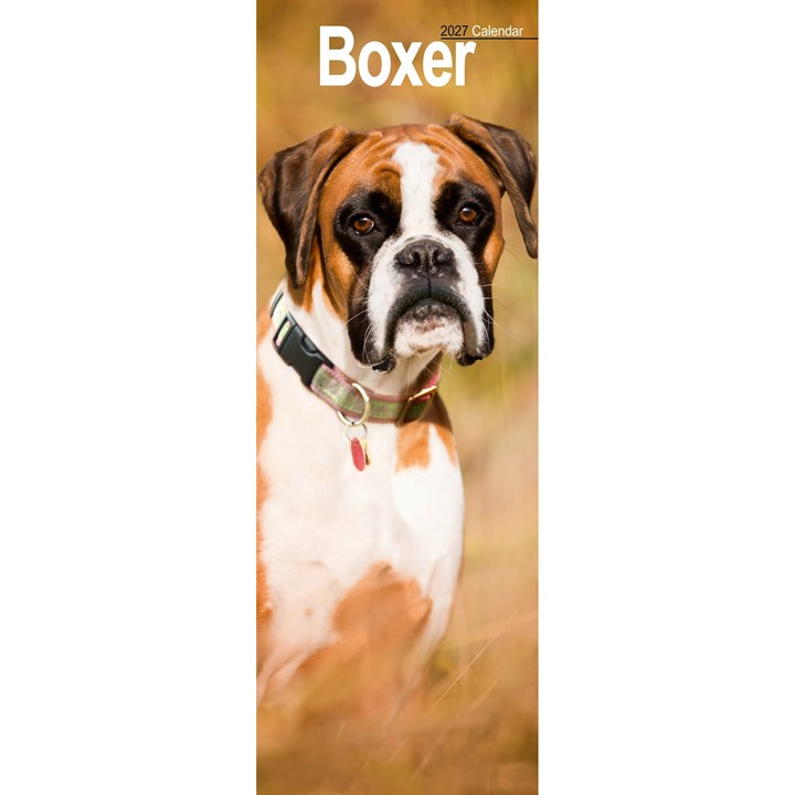 Boxer Slim Calendar 2027