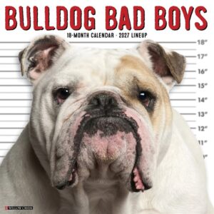 Bulldog Bad Boys Calendar 2027